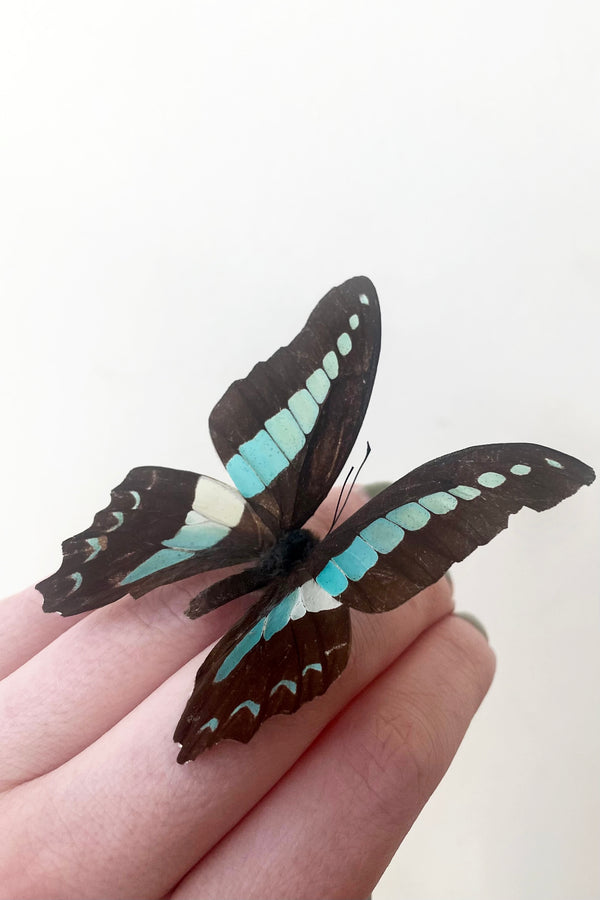 Graphium sarpedon sits on fingers against white backdrop