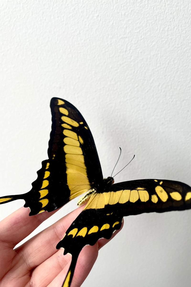 A hand holds Papilio thoas cinyrus against a white backdrop