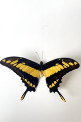 An overhead view of Papilio thoas cinyrus against a white backdrop