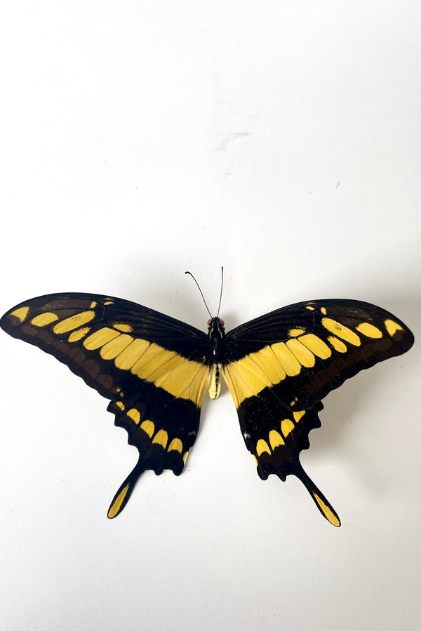 An overhead view of Papilio thoas cinyrus with yellow and black wingsagainst a white backdrop