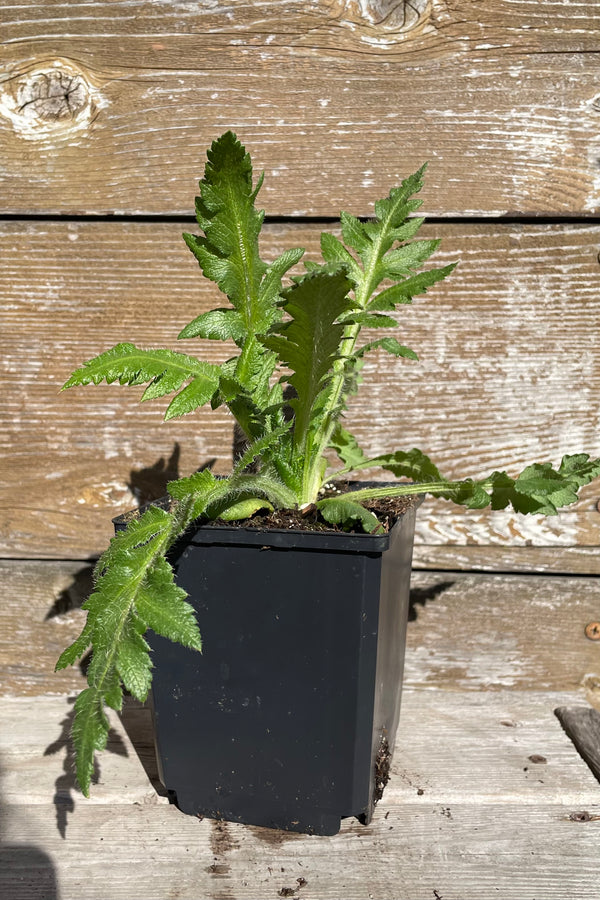 Papaver 'Prince of Orange' in a 1qt size pot mid April showing the beginning of its fern like green leaves before buds set.  