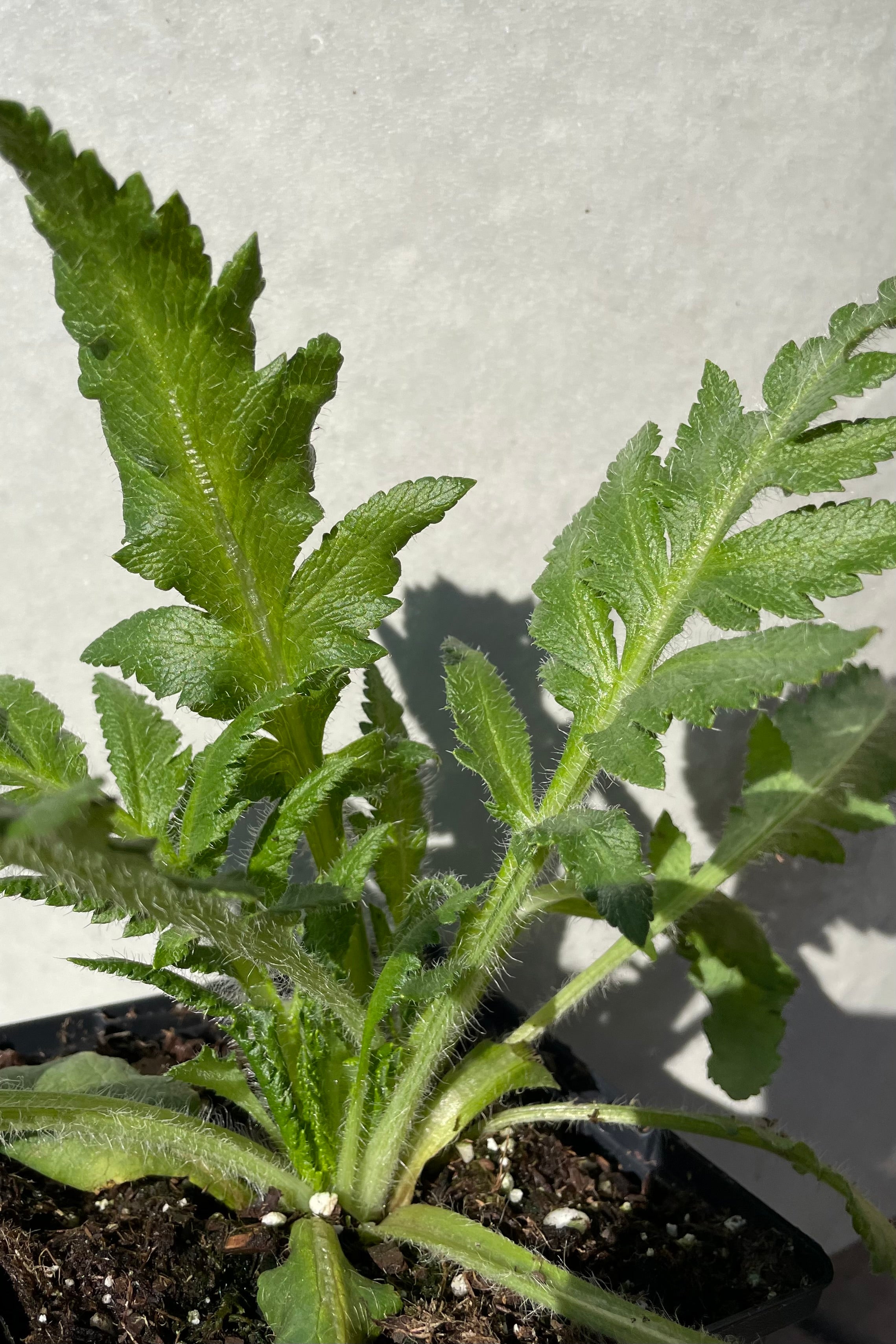 Detail picture of the green fern like leaves of Papaver 'Prince of Orange' mid April before budding. 