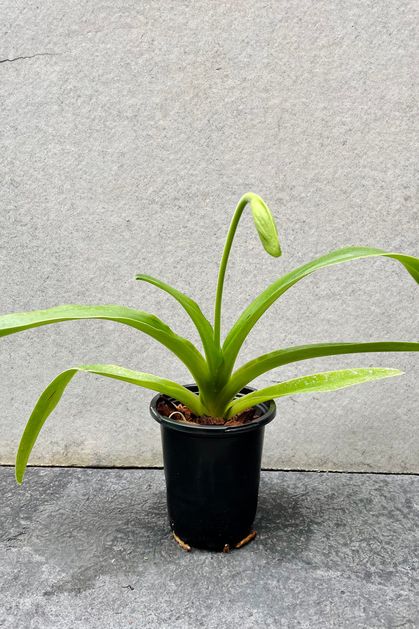 The Paphiopedilum (Complex) "Lady Slipper Orchid" sits against a grey backdrop in a 4 inch growers pot.