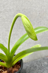 A detailed look at the Paphiopedilum (Complex) "Lady Slipper Orchid"