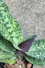 Detail picture of the showy variegated leaves of the Paphiopedilum "Lady Slipper Orchid" 'Lynliegh Koopowitz'