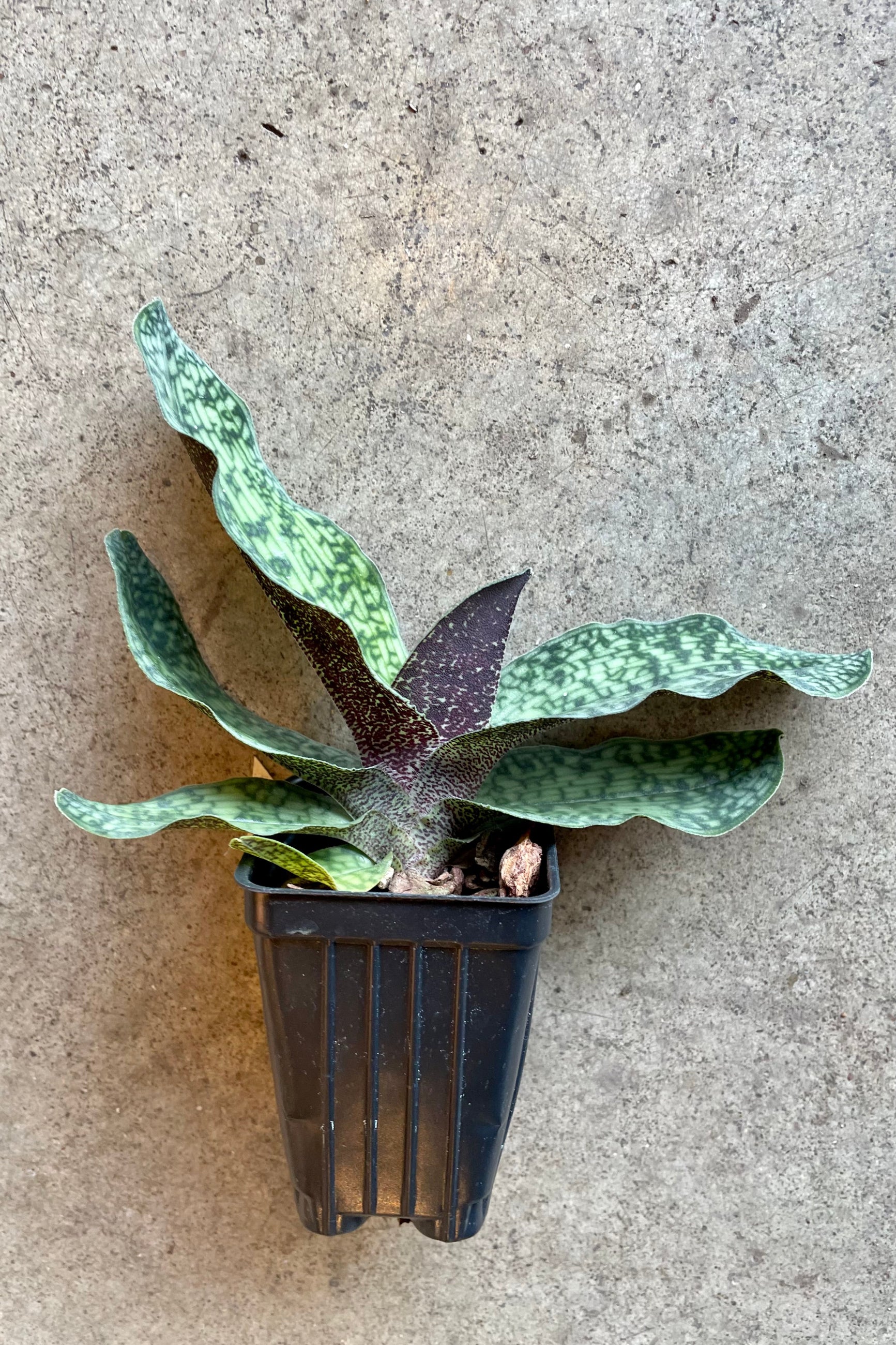 Picture of the Paphiopedilum "Lady Slipper Orchid" 'Lynliegh Koopowitz' non blooming at Sprout Home. ©Sprout Home