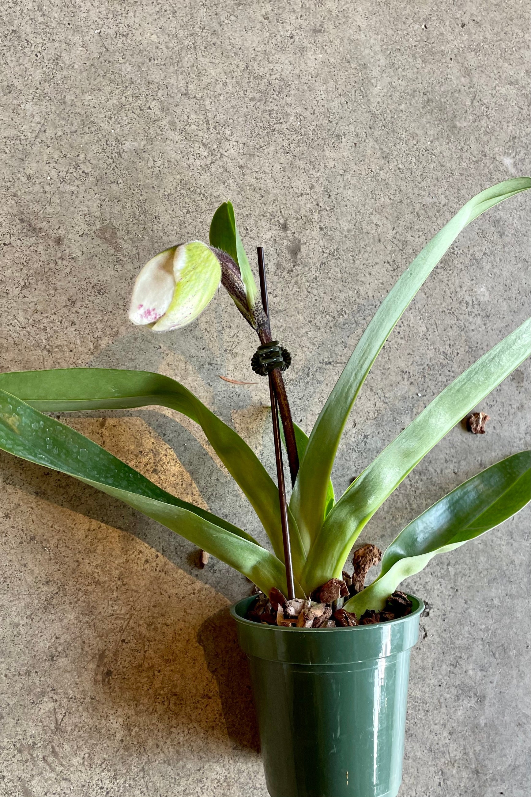 Paphiophedilum about to bloom at Sprout Home. ©Sprout Home