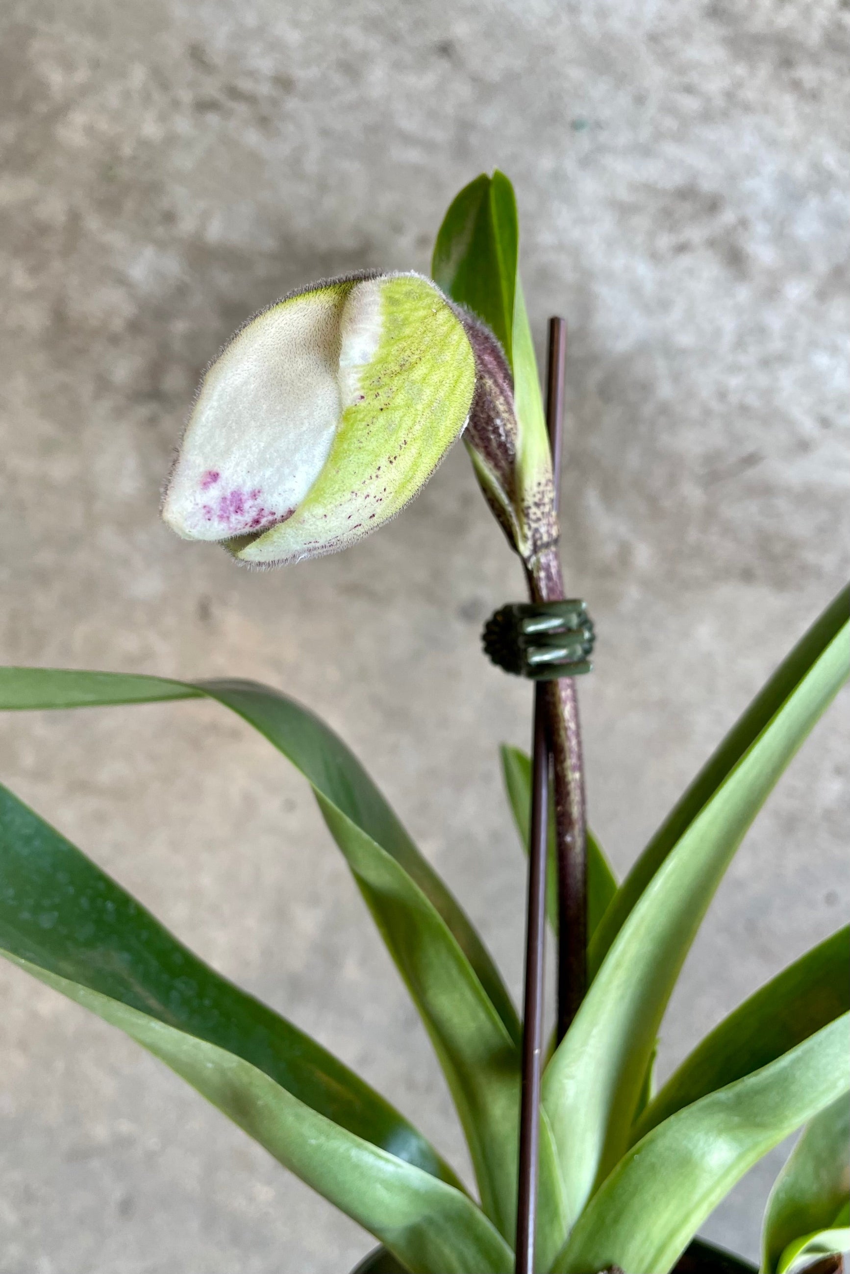 "Lady Slipper Orchid" about to bloom at Sprout Home. ©Sprout Home