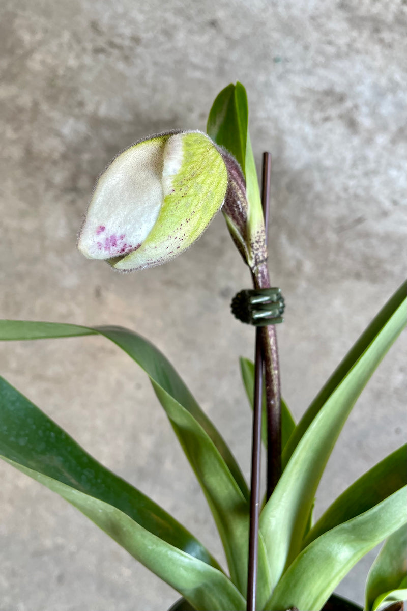 "Lady Slipper Orchid" about to bloom at Sprout Home.
