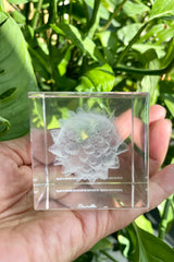 Paramacrobiotus etched cube being held by a human hand.