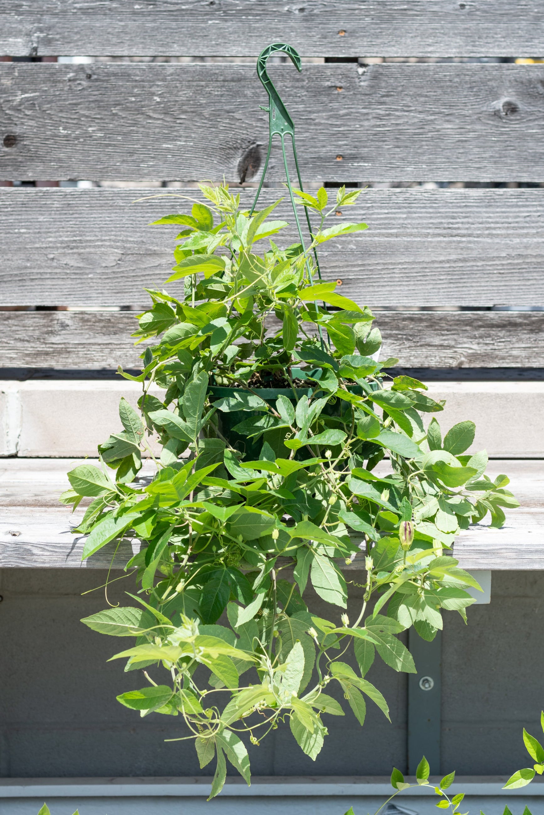 Large Passiflora in hanging grow pot in front of grey wood background©Sprout Home