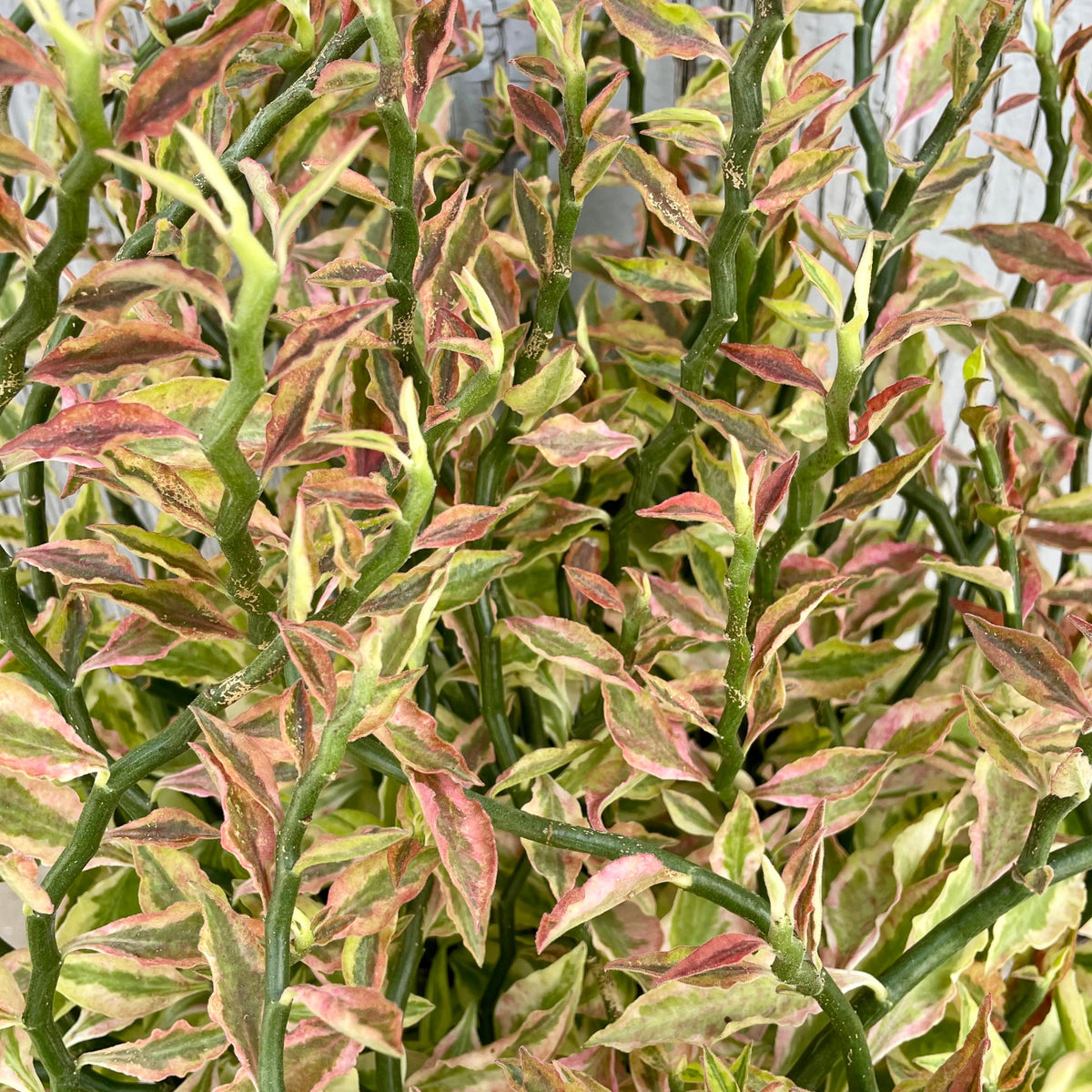 is euphorbia tithymaloides indoor plant Euphorbia tithymaloides "Devil's Backbone" 8" at SPROUT HOME
