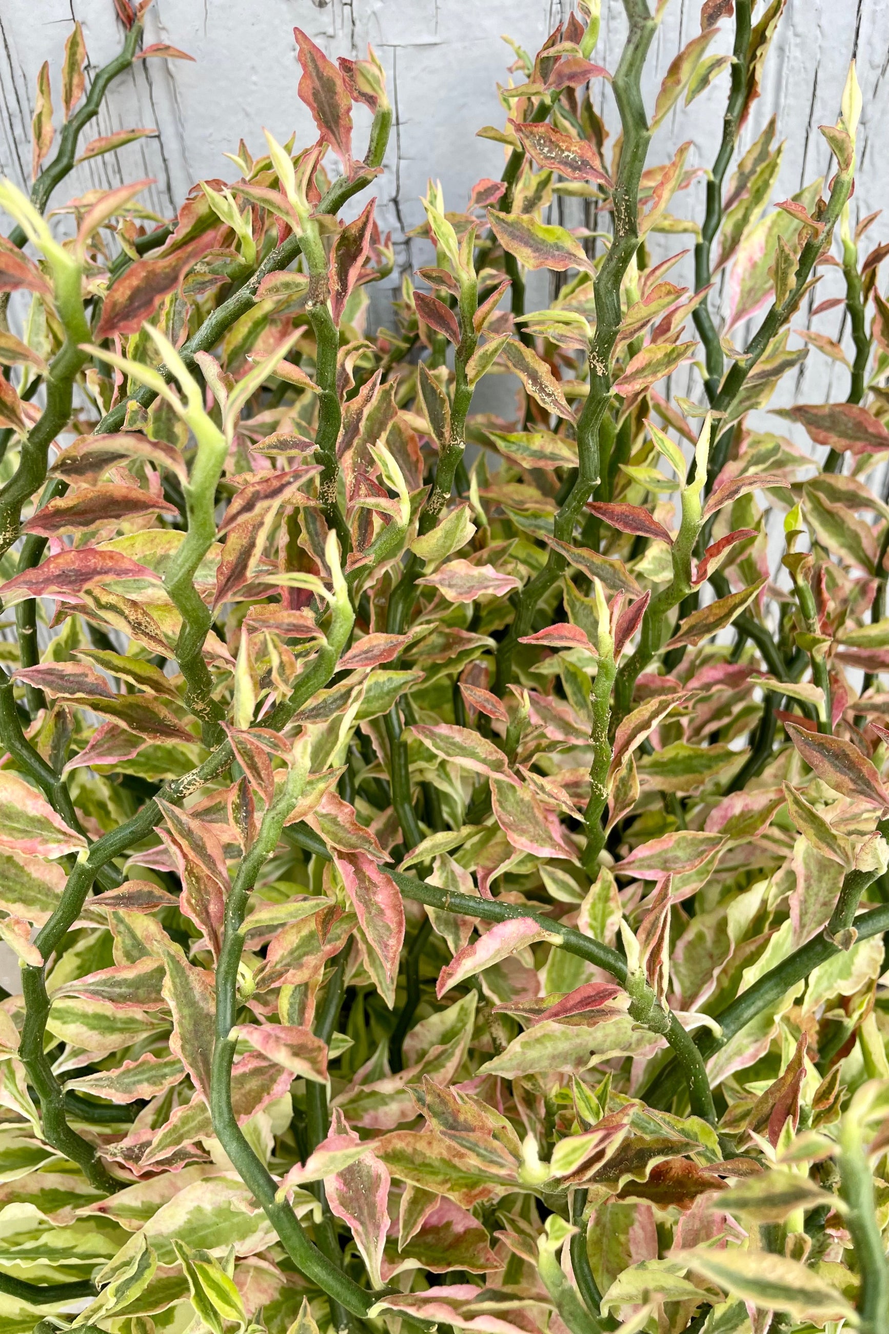 A detailed view of Euphorbia tithymaloides "Devil's Backbone" 8"  ©Sprout Home