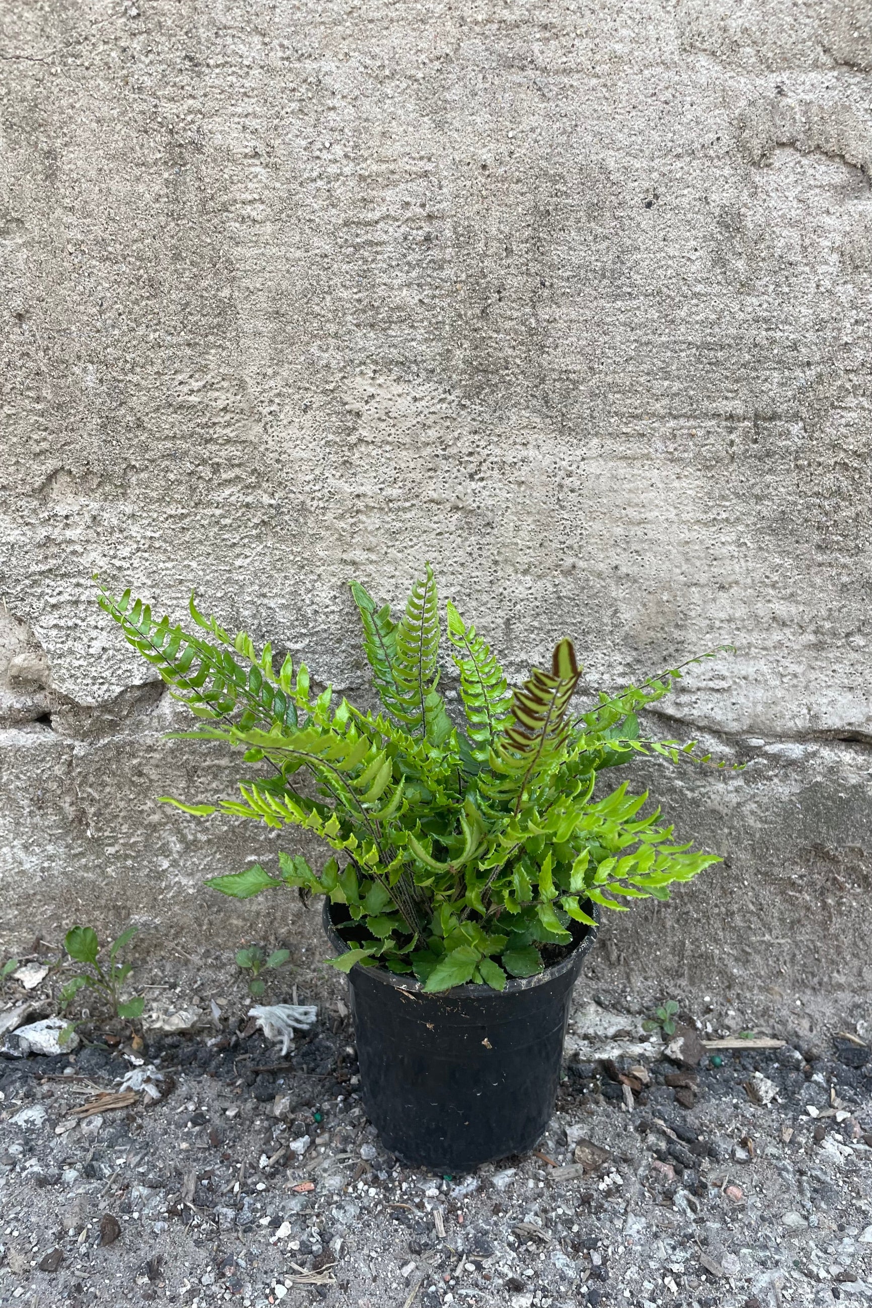Pellaea paradoxa 'Glowstar' 4" black growers pot against a grey wall ©Sprout Home