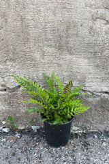Pellaea paradoxa 'Glowstar' 4" black growers pot against a grey wall