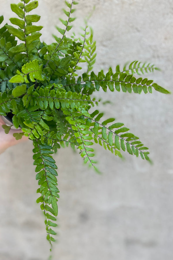  detail of Pellaea paradoxa 'Glowstar' 4" against a grey wall