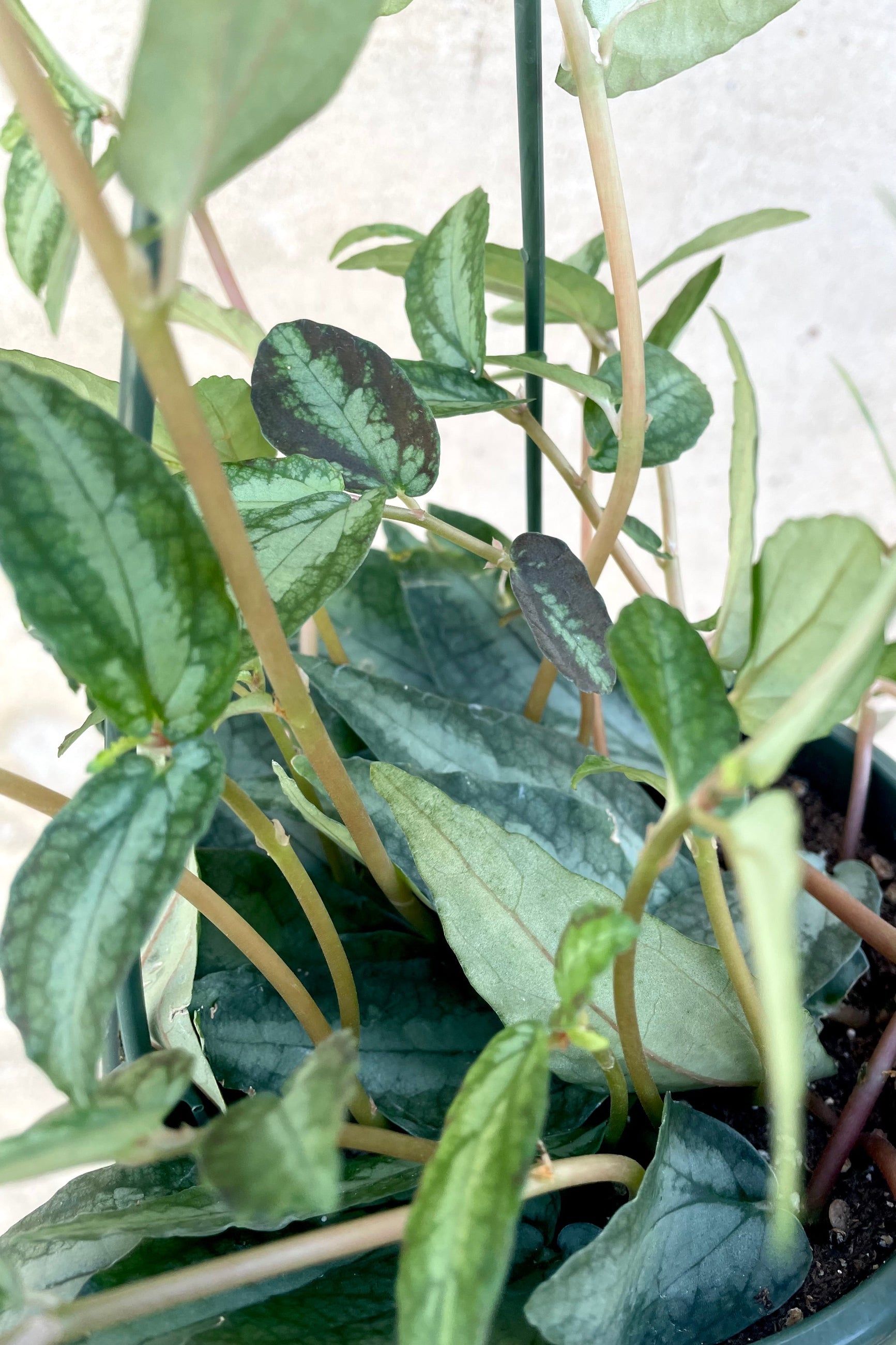 A detailed view of Pellionia repens "Watermelon Vine" 6" against a concrete backdrop ©Sprout Home