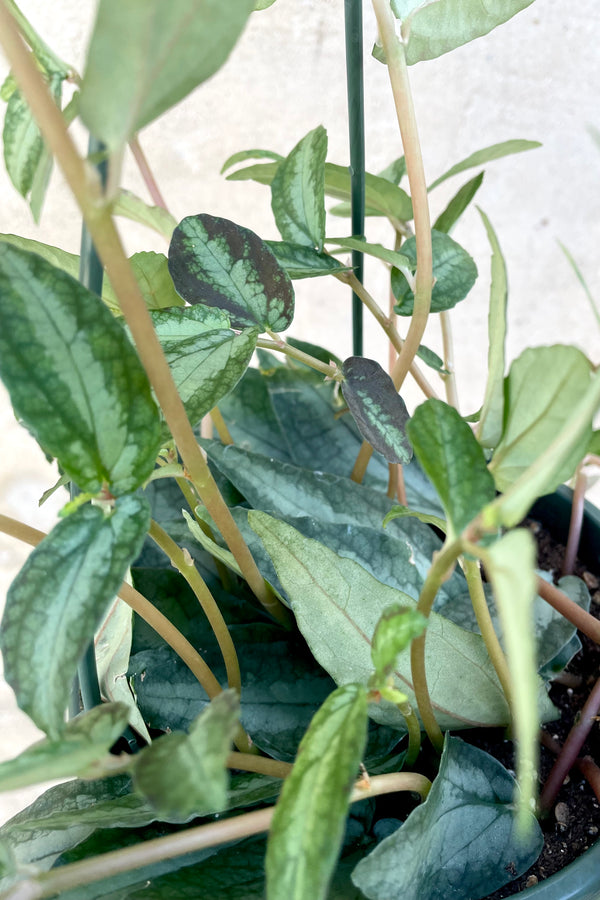 A detailed view of Pellionia repens "Watermelon Vine" 6" against a concrete backdrop