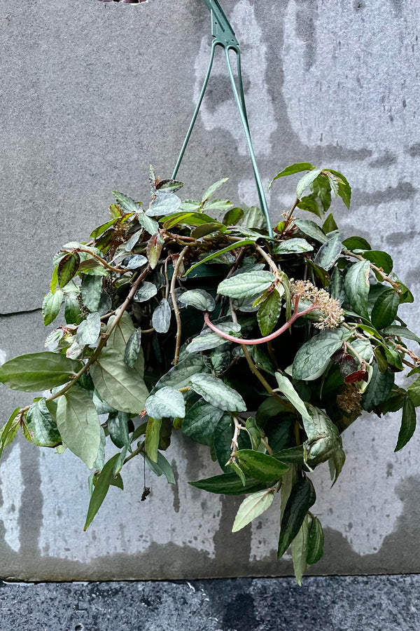 The Pellionia repens "Watermelon Vine" hangs in an 8 inch basket against a grey backdrop.