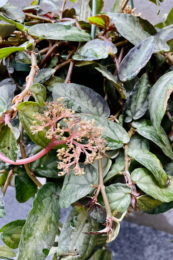 A detailed glimpse of the Pellionia repens "Watermelon Vine" 