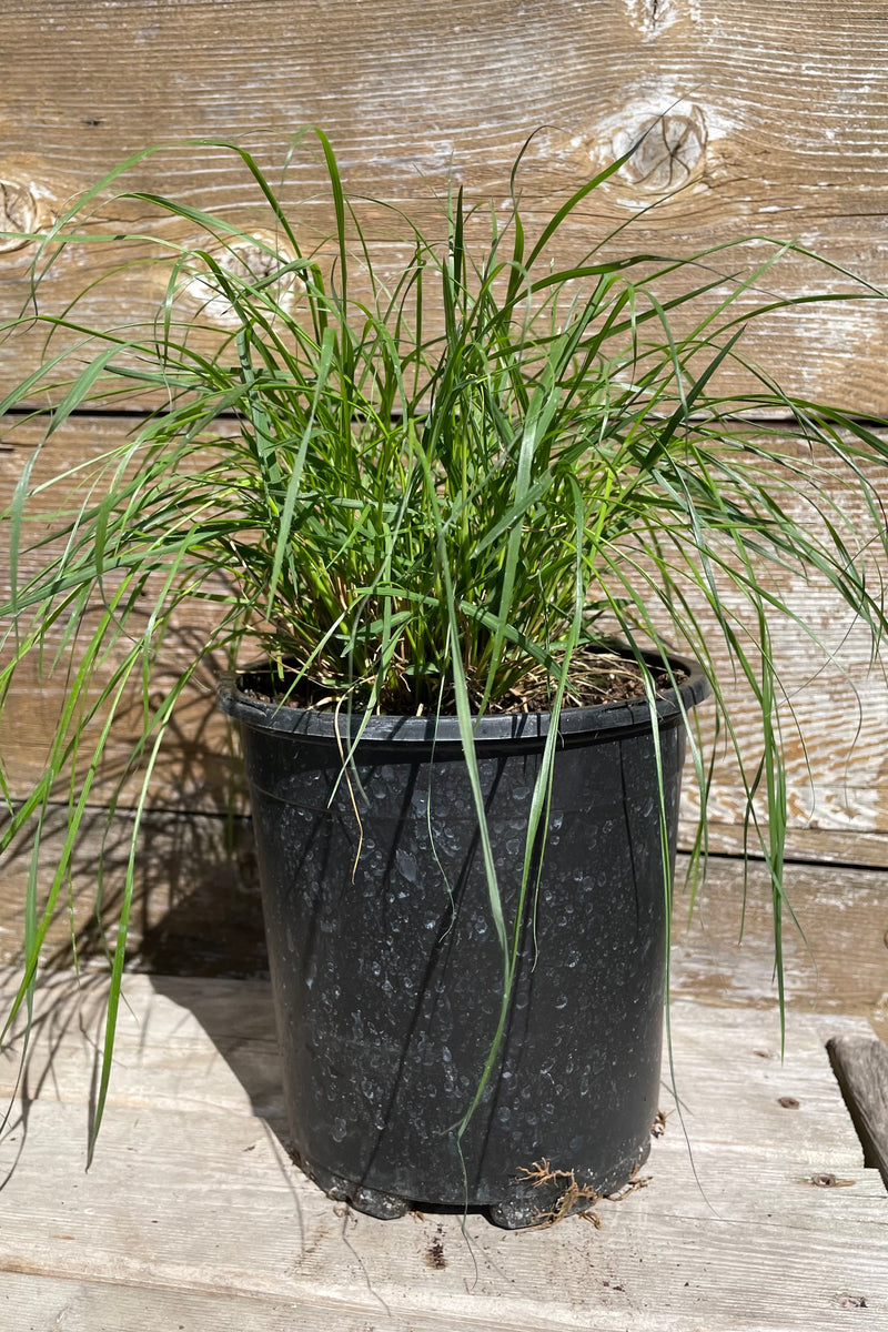 Pennisetum 'Hameln' just starting for the season the middle of April at Sprout Home in at #1 pot size. 