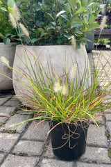 Pennisetum 'Burgundy Bunny' in a #1 pot with its cute plumes and variegated blades of foliage in front of a terracotta pot the end of July at Sprout Home.
