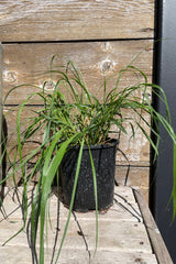 #1 pot size Pennisetum 'Red Head' just starting for the season the middle of April showing its new green blades.