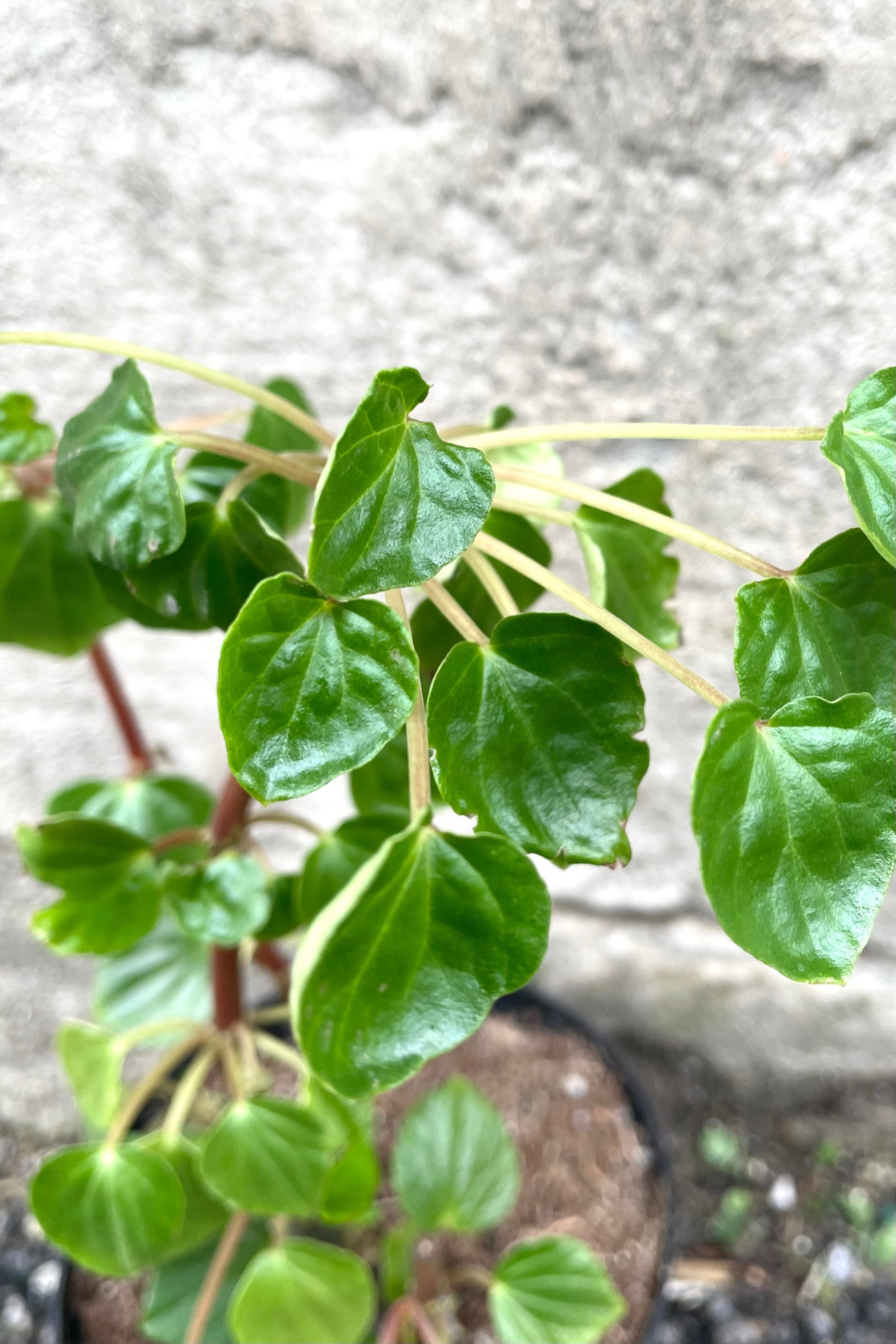 A detailed view of Peperomia fraseri 6" against concrete backdrop ©Sprout Home