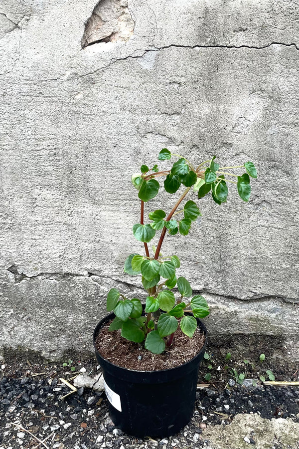 A full view of Peperomia fraseri 6" in grow pot against concrete backdrop