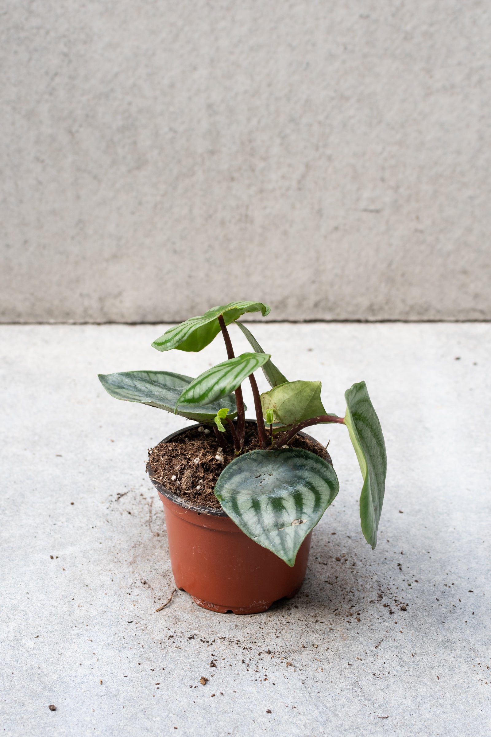 Peperomia argyreia "Watermelon" in a 4 inch growers pot.