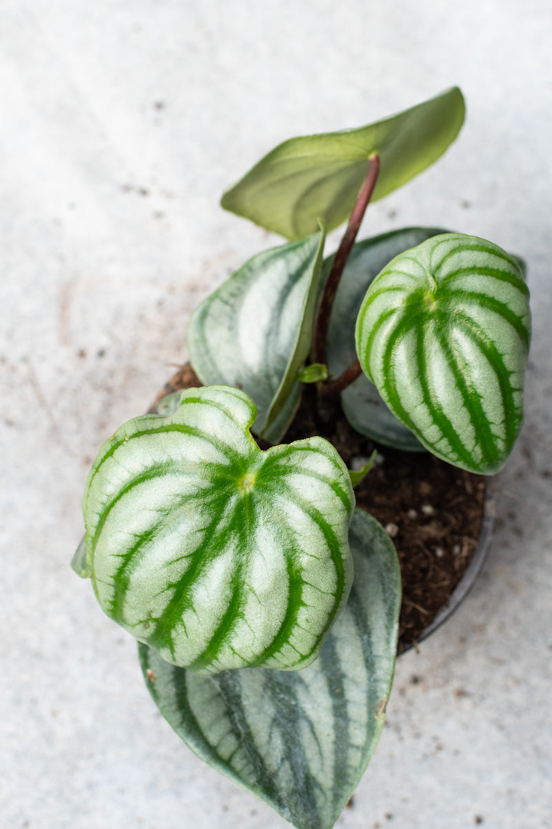 Peperomia argyreia "Watermelon" plant from above showing off its striped leaves. 