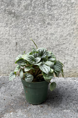 Peperomia caperata 'Little Toscani' in grow pot in front of grey background