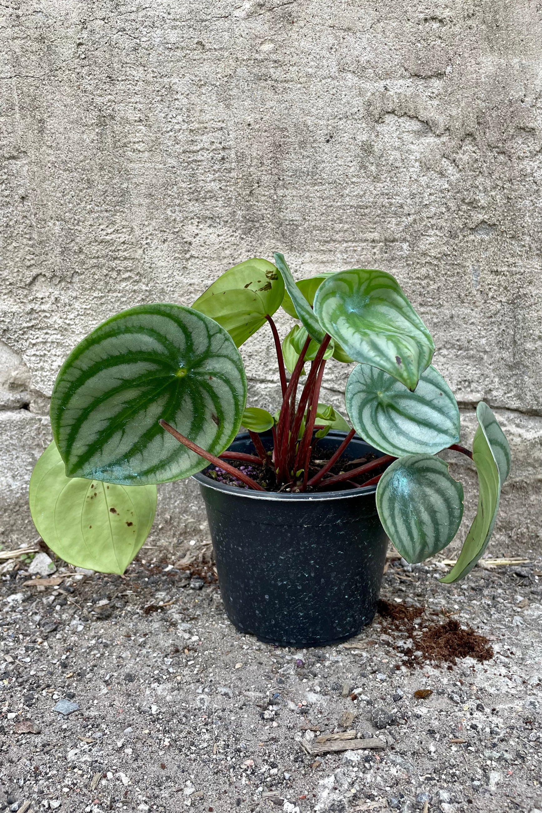 Peperomia argyreia "Watermelon" 6" black growers pot with variegated green leaves with stripes and maroon stems against a grey wall ©Sprout Home