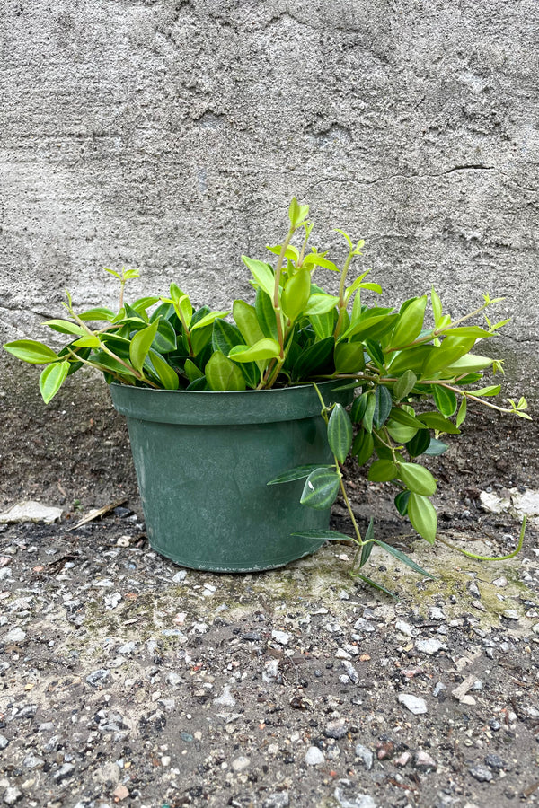 Peperomia angulata 6"light and dark variegated leaves against a grey wall