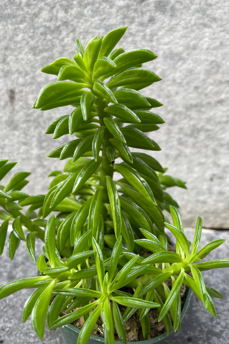 Close up of Peperomia axillaris leaves