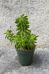 Peperomia axillaris in grow pot in front of grey background