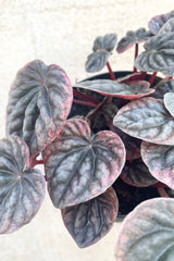 A detailed view of Peperomia caperata 4" against concrete backdrop