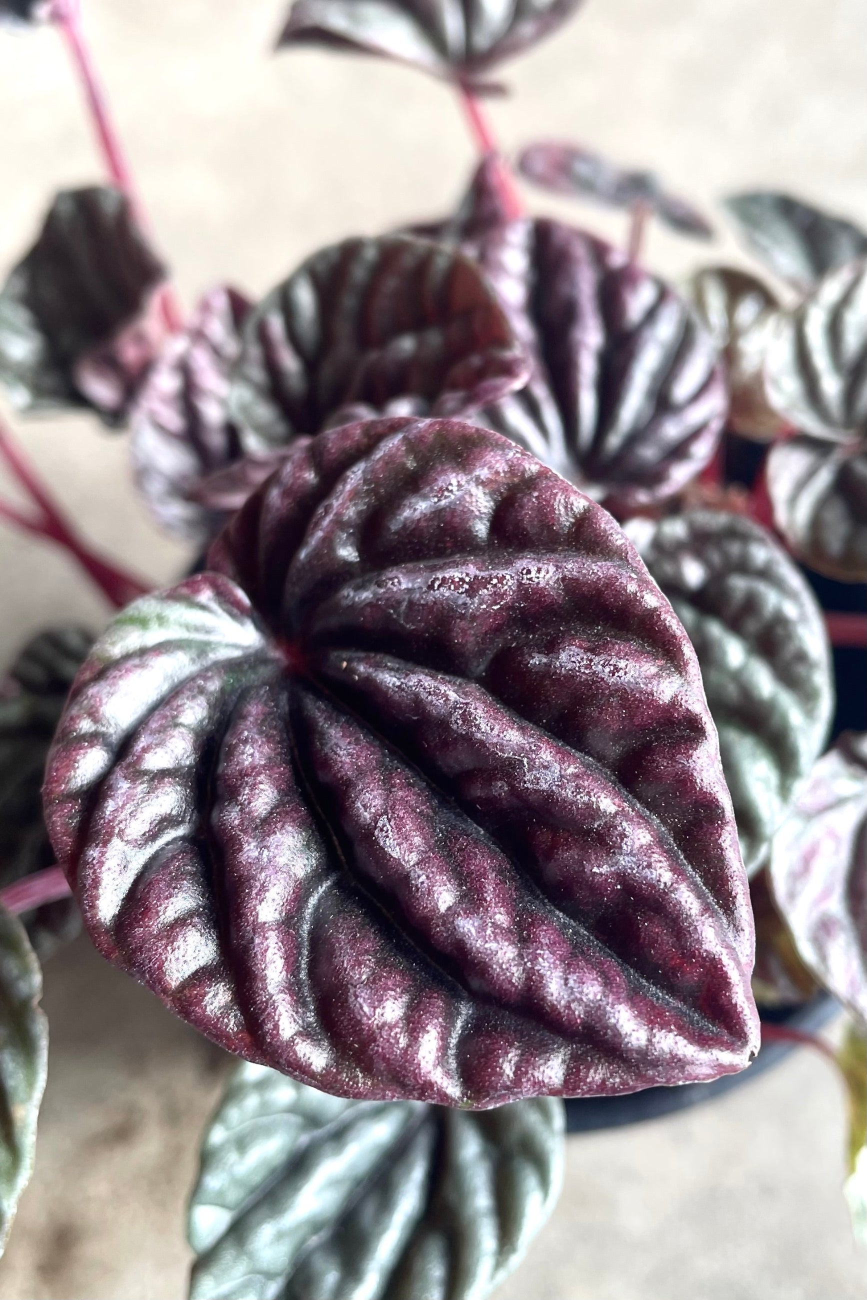 A detailed overhead view of Peperomia caperata 4" against concrete backdrop ©Sprout Home