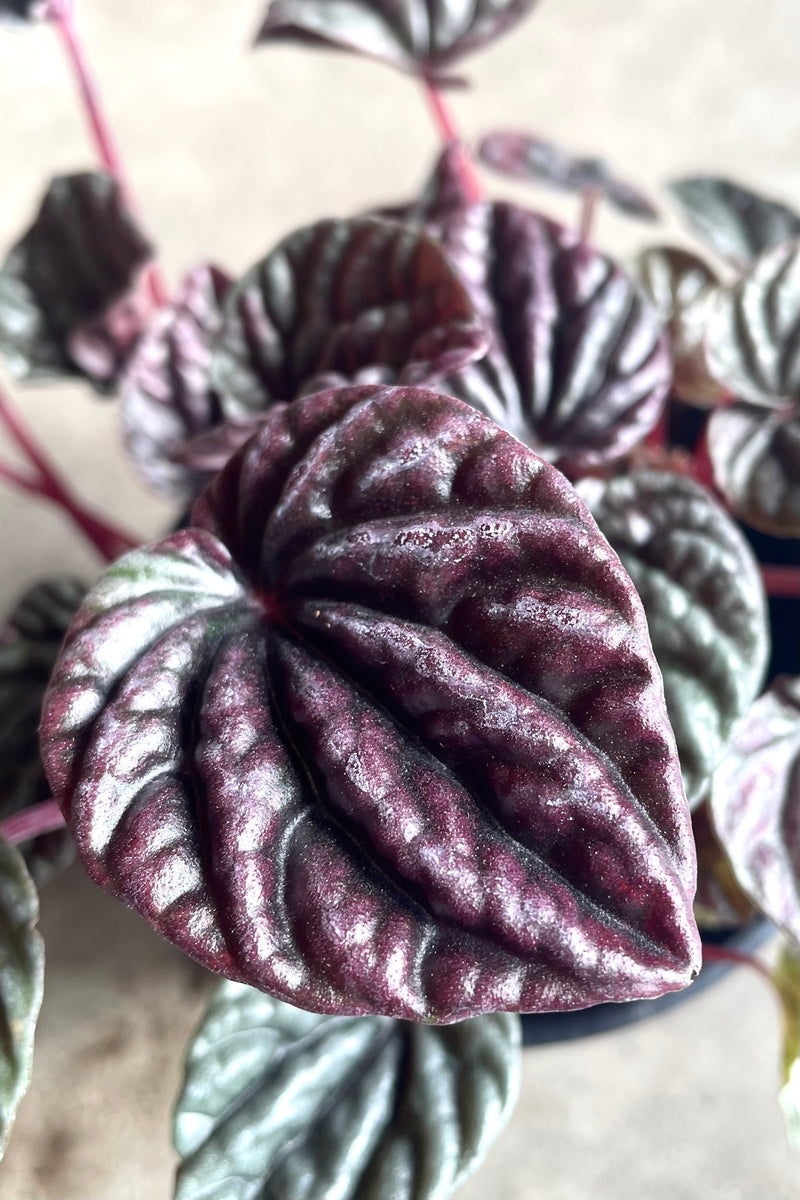 A detailed overhead view of Peperomia caperata 4" against concrete backdrop