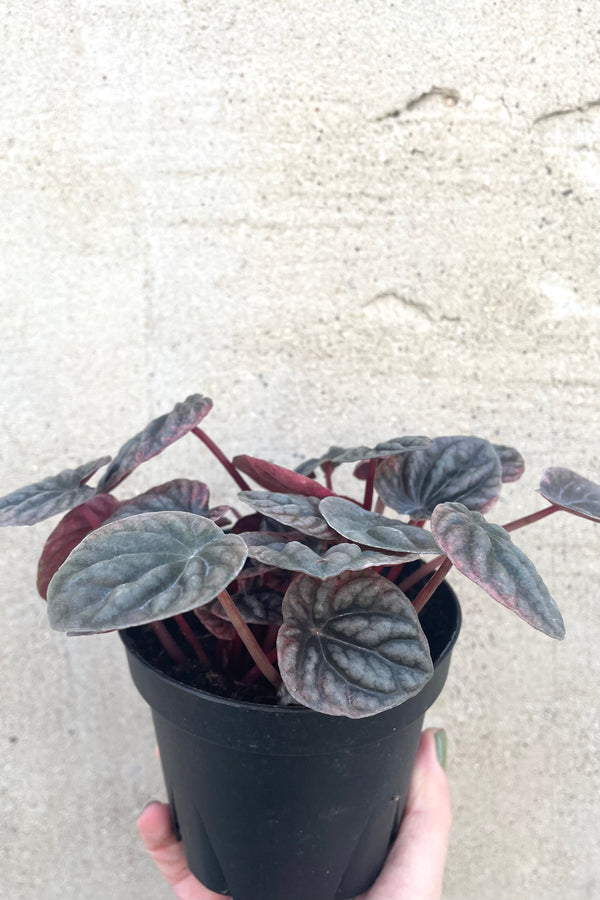 A hand holds Peperomia caperata 4" in grow pot against concrete backdrop