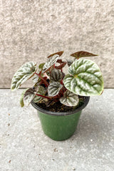 Peperomia caperata 'Burgundy' in 4 inch pot against a grey background