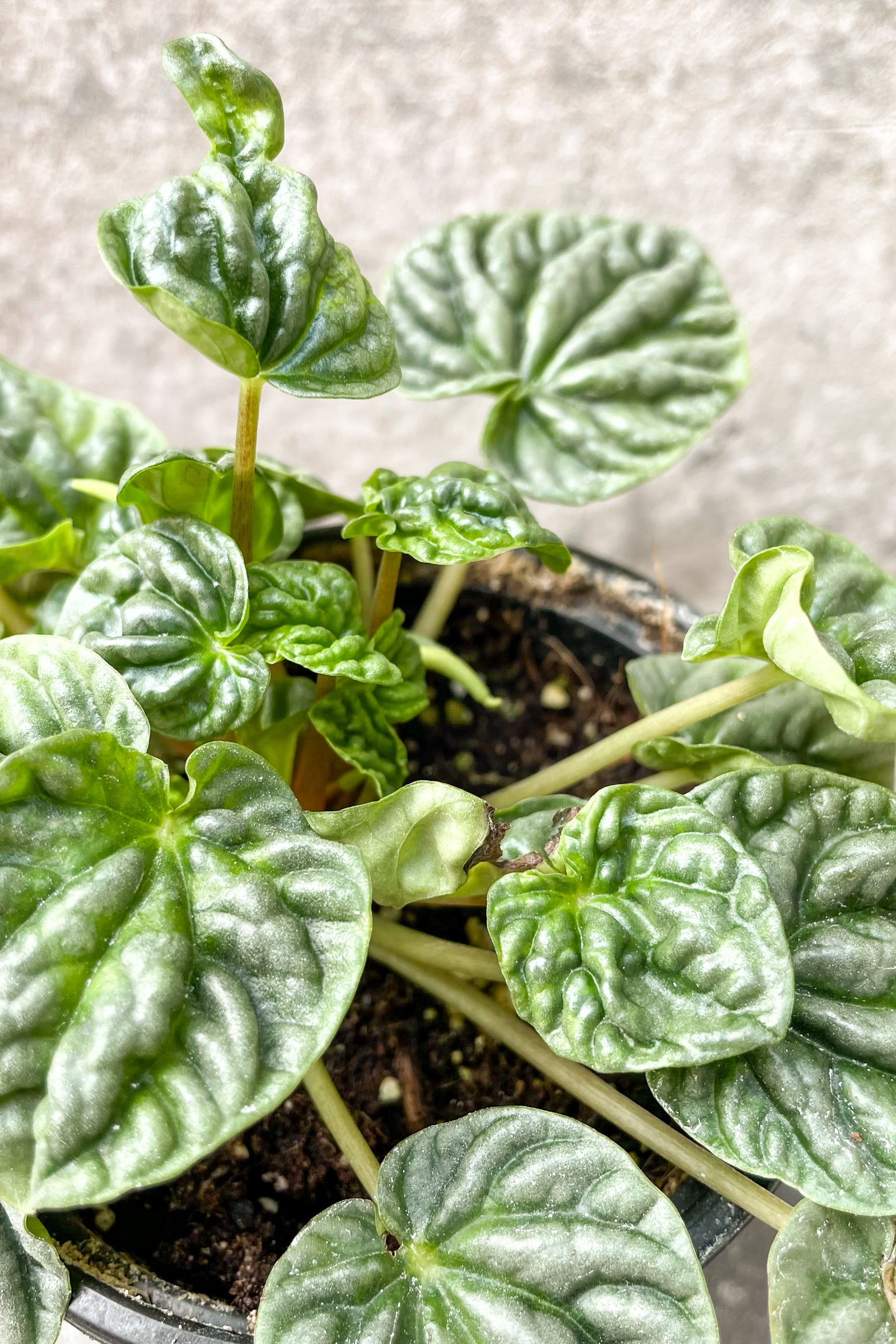 Close up of Peperomia caperata 'Emerald Ripple' foliage