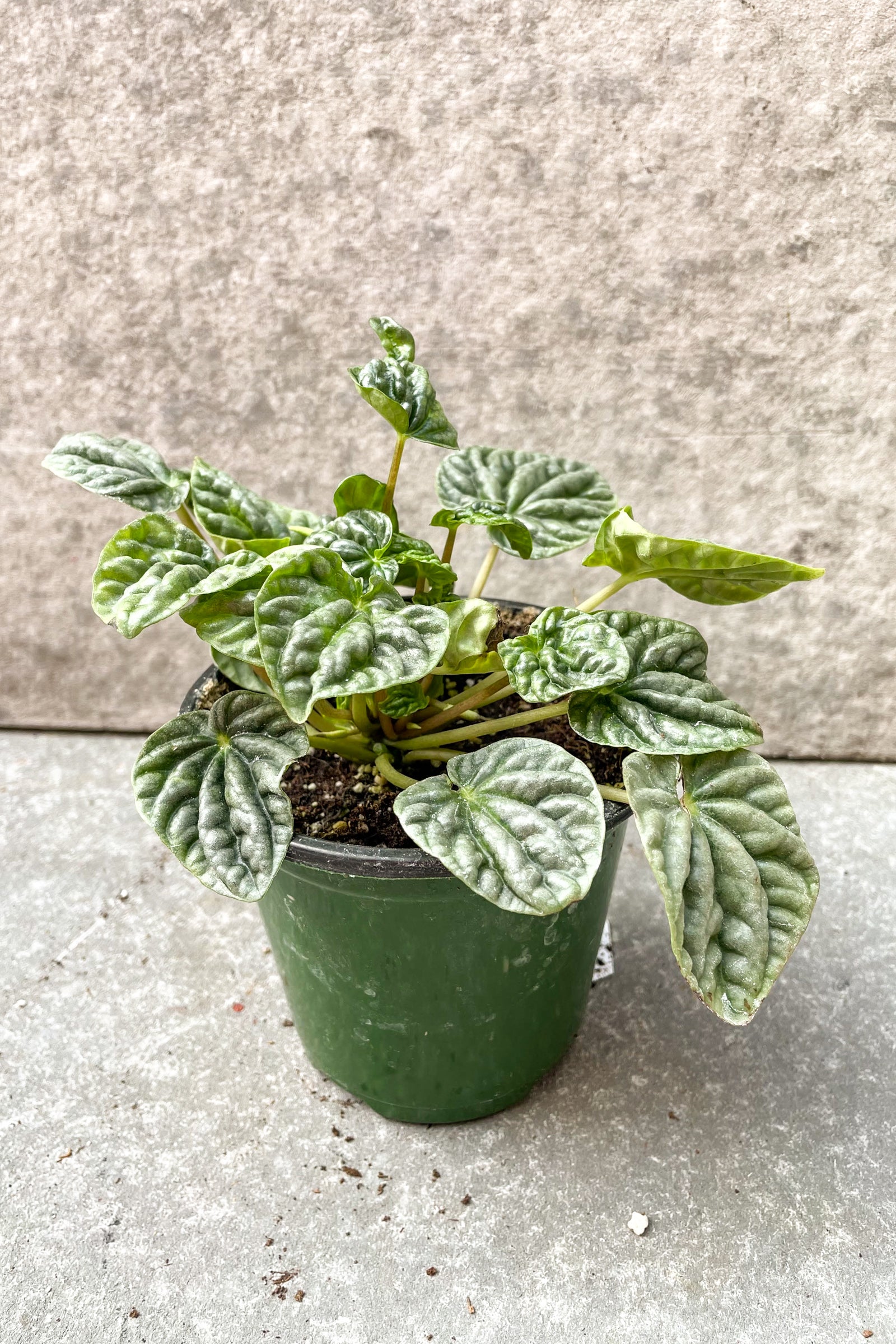 Peperomia caperata 'Emerald Ripple' in 4 inch pot against a grey background