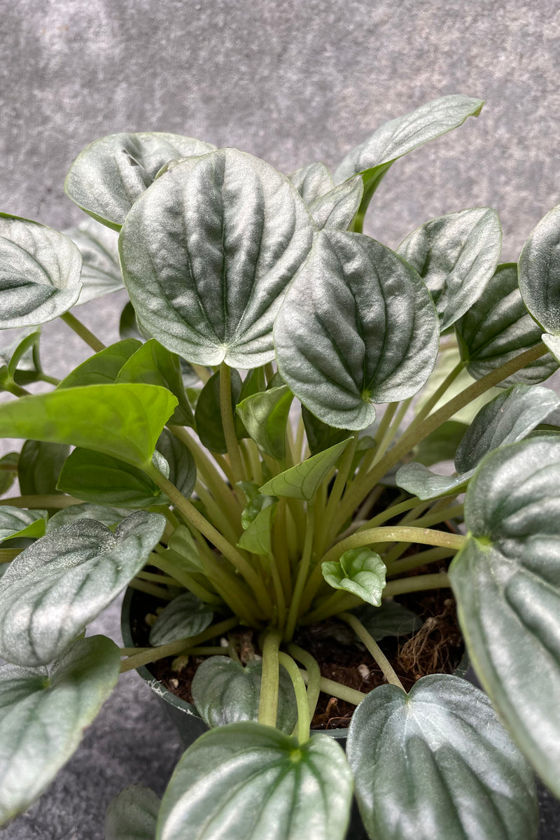 Close up of Peperomia caperata 'Frost' foliage