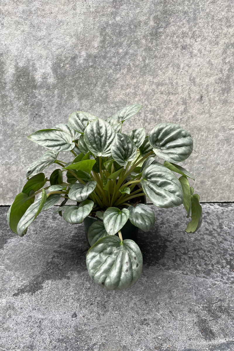 Peperomia caperata 'Frost' in grow pot in front of grey background