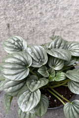 Close up of Peperomia caperata 'Frost' leaves