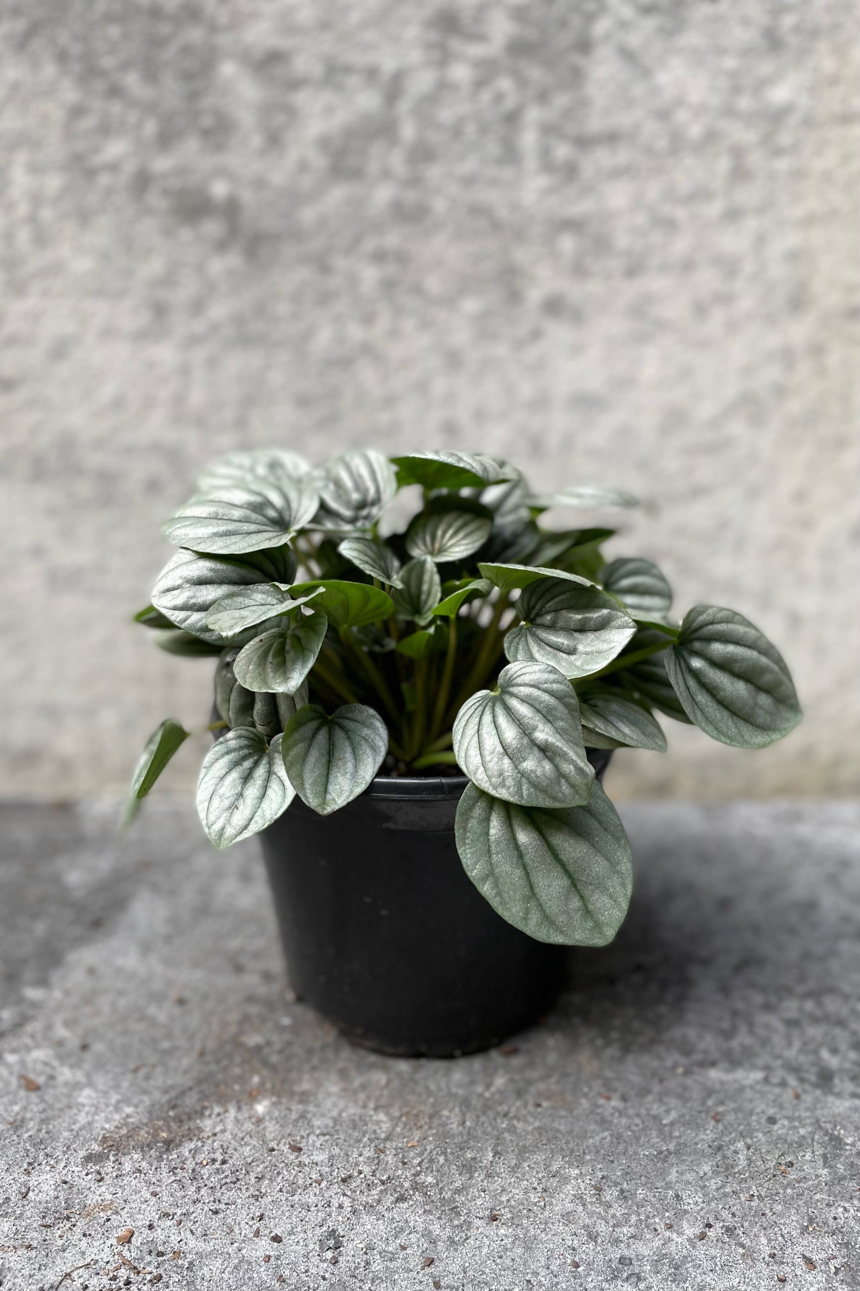 Peperomia caperata 'Frost' in grow pot in front of grey background ©Sprout Home