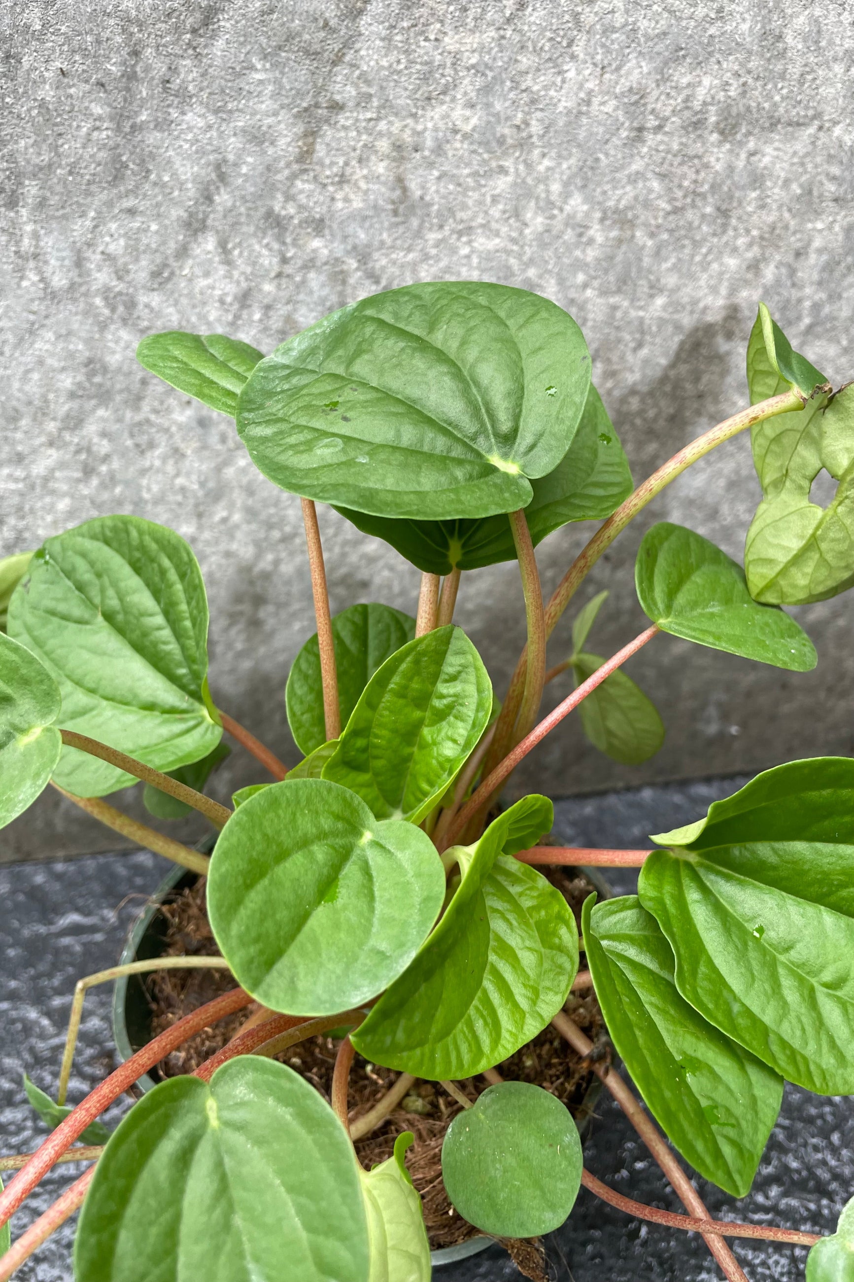 Peperomia caperata 'Rana Verde'  leaves up close showing the round green leaves from above. ©Sprout Home
