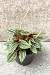 Peperomia caperata 'Rosso' foliage in 4 inch pot against grey background