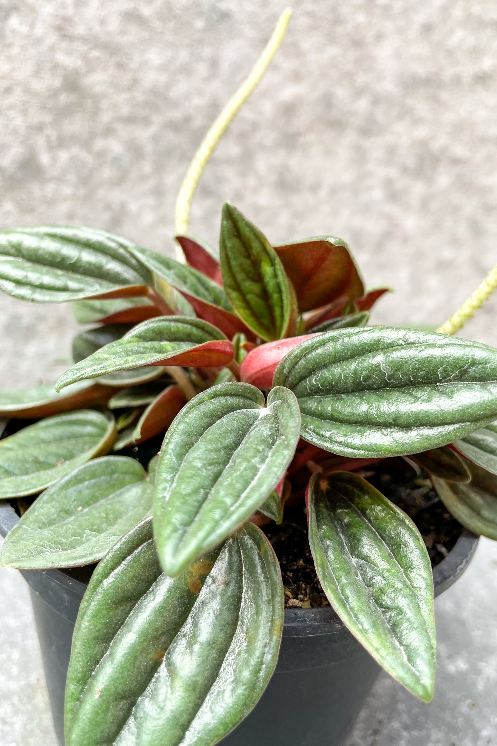 Close up of Peperomia caperata 'Rosso' foliage